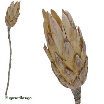 Protea Compacta Extra, raureif